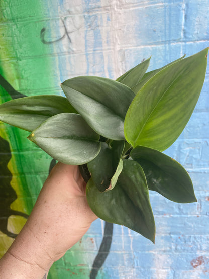 3.5” Scindapsus Treubii Moonlight