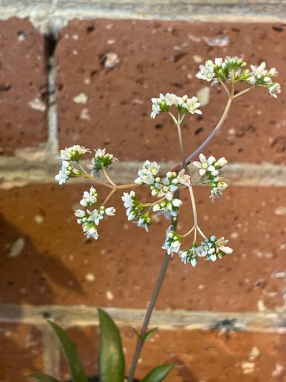 2.5" Crassula Orbicularis var. Rosularis