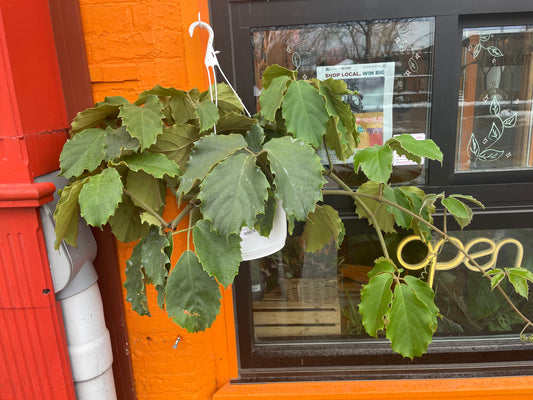 10" Tetrastigma Voinierianum Hanging Basket