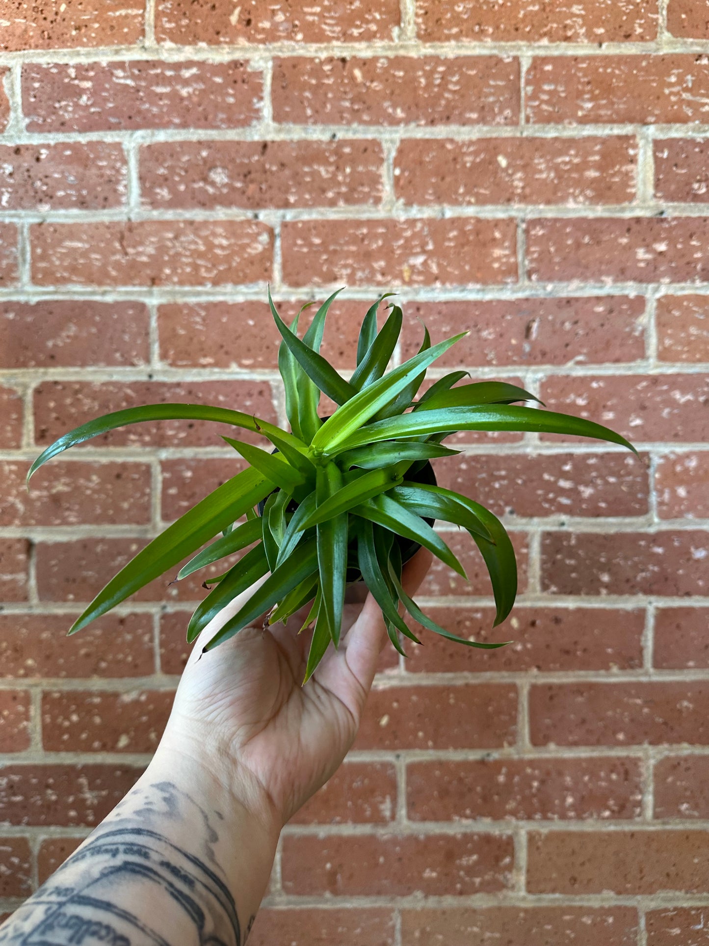 3.5" Spider Plant Green