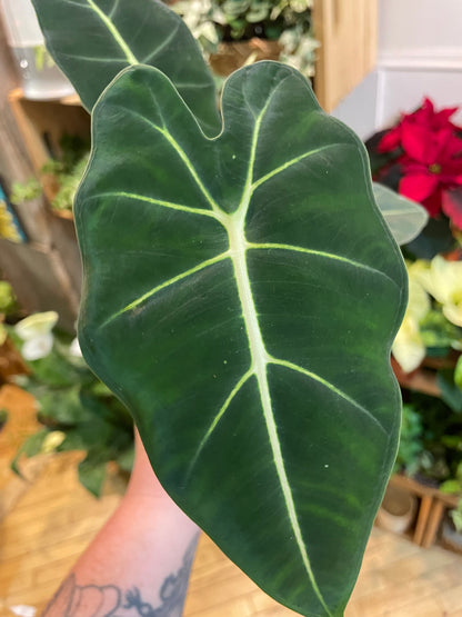 3.5" Alocasia Frydek