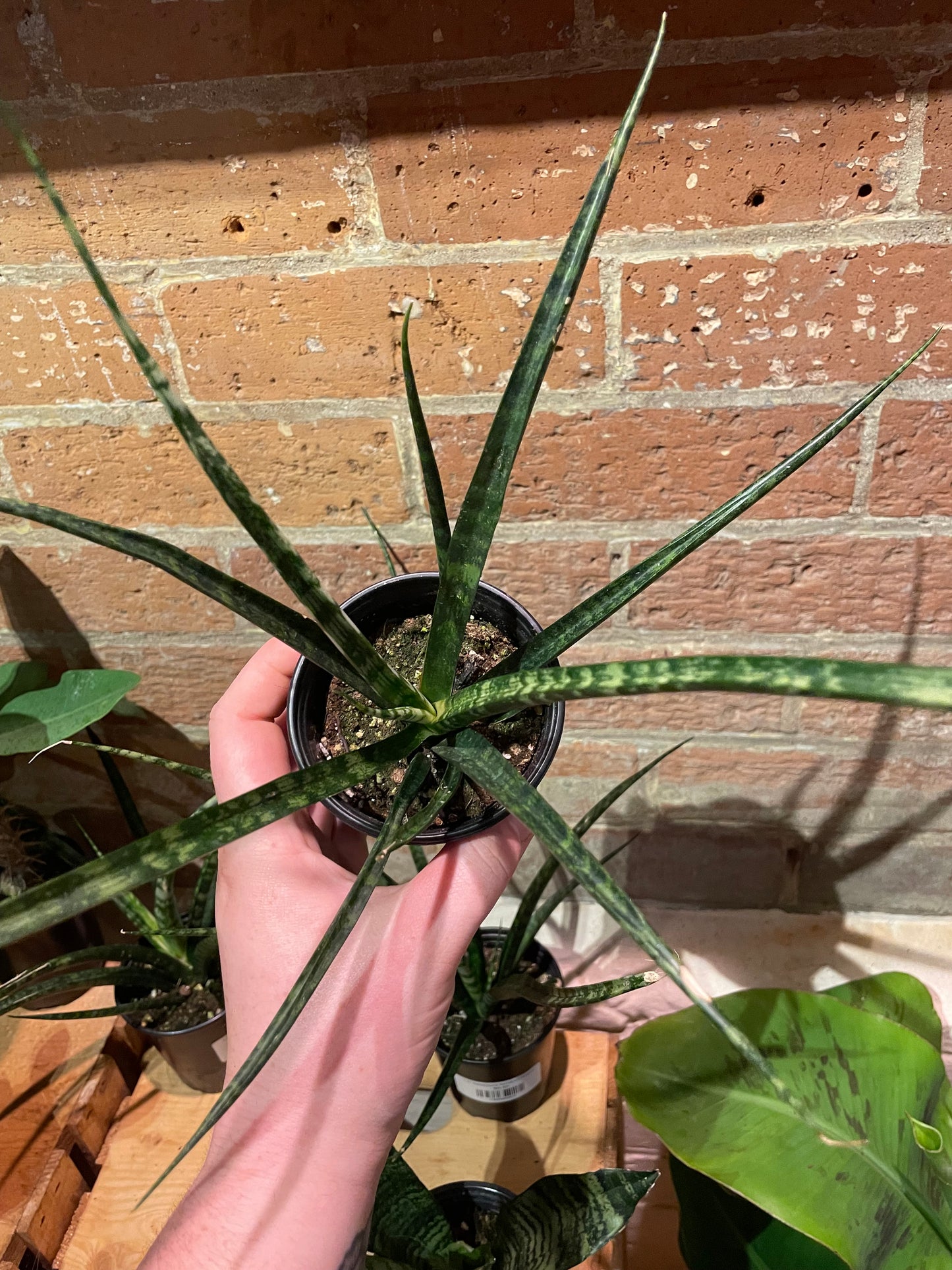 4" Sansevieria Fernwood Mikado