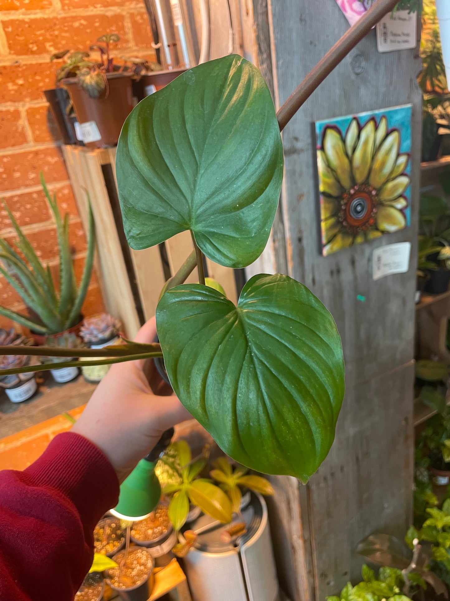 3.5" Homalomena Rubescens