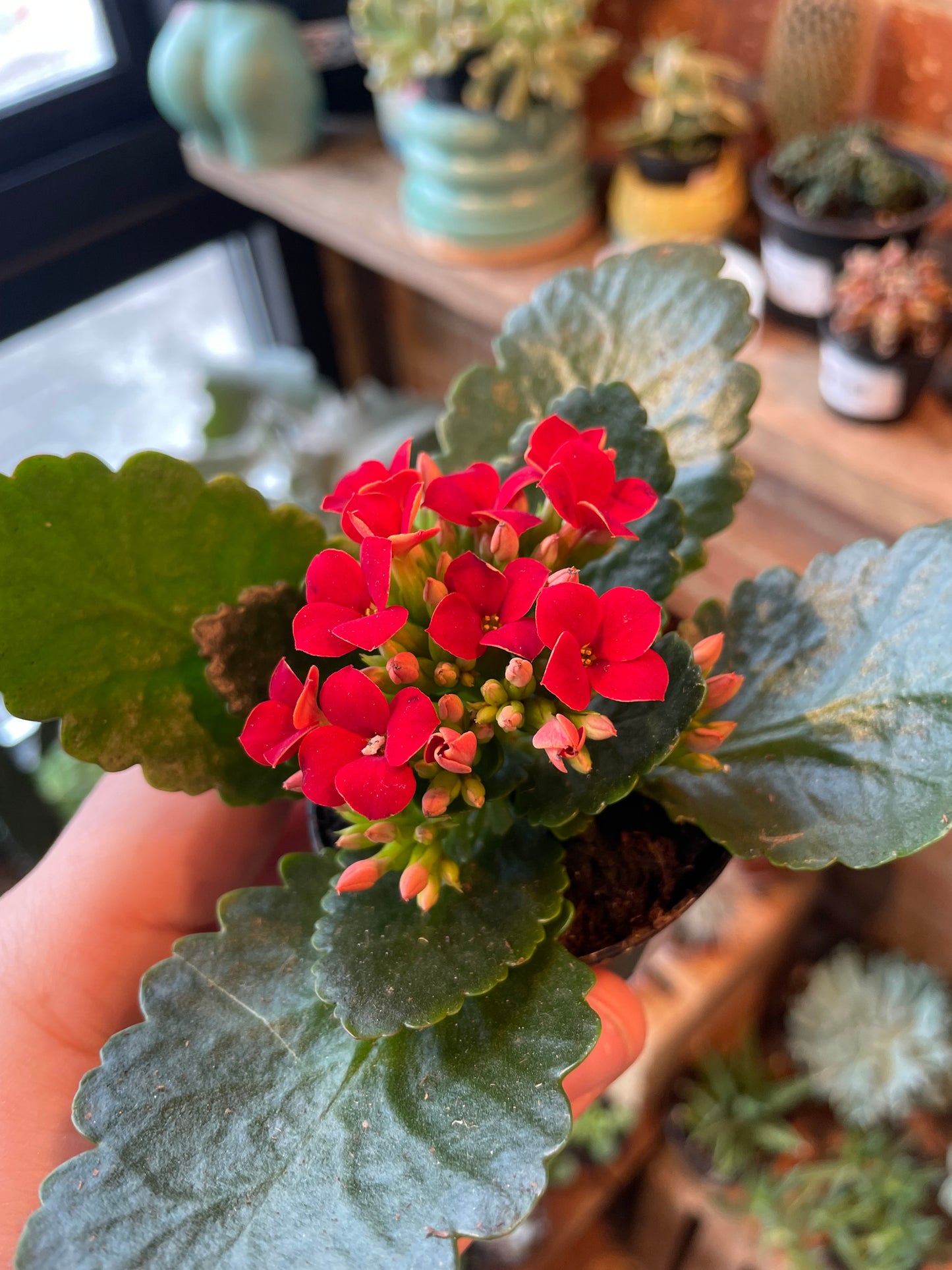 2.5" Kalanchoe Blossfeldiana