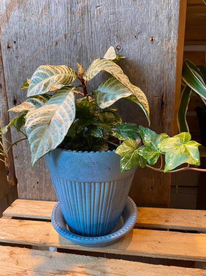 Grab n Go Planter 5” Blue