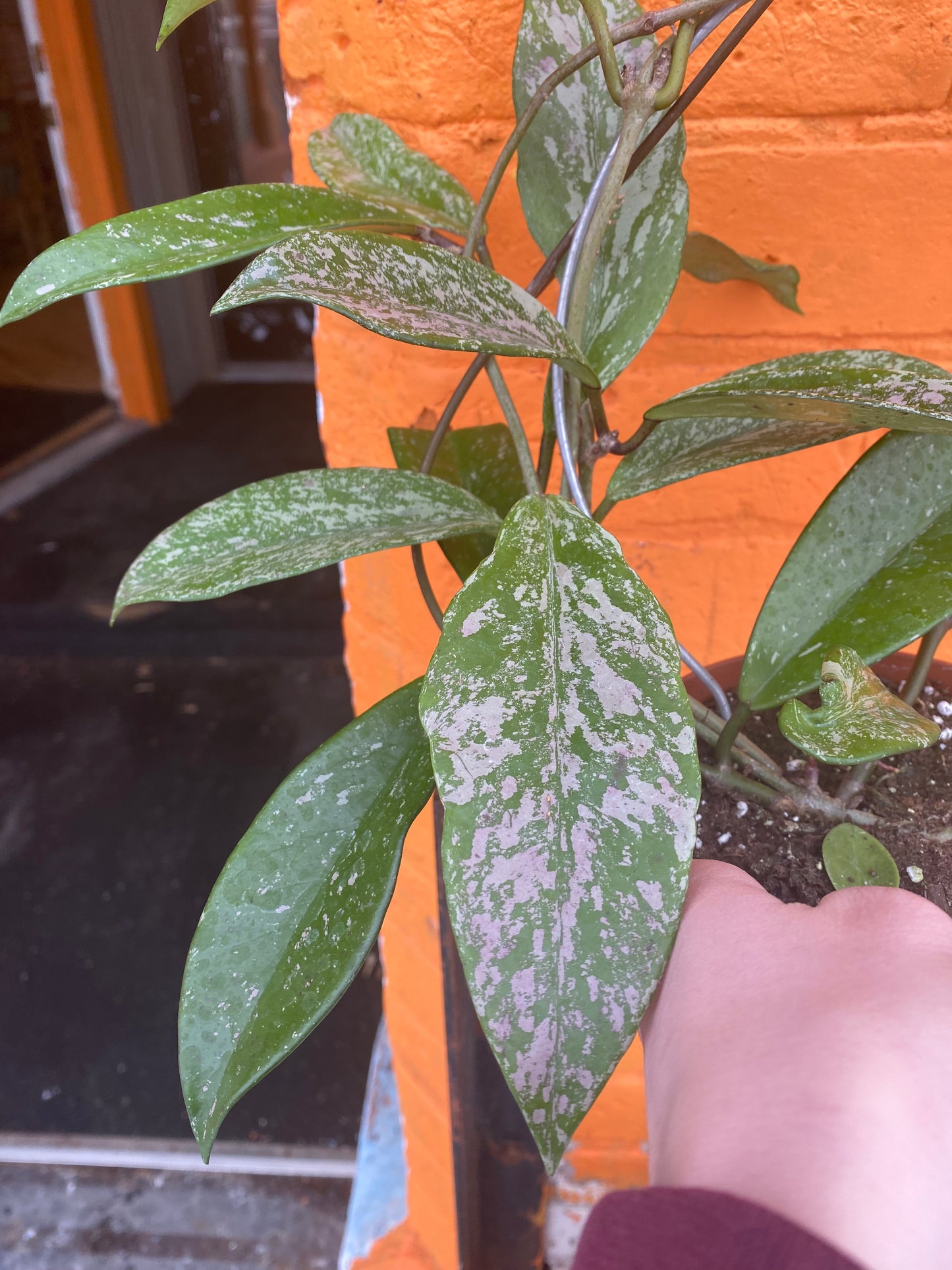 5" Hoya Pubicalyx Royal Hawaiian Purple w/hoop