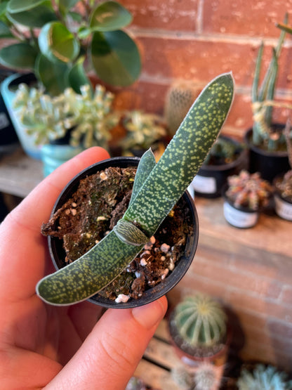 2.5" Gasteria Gracilis