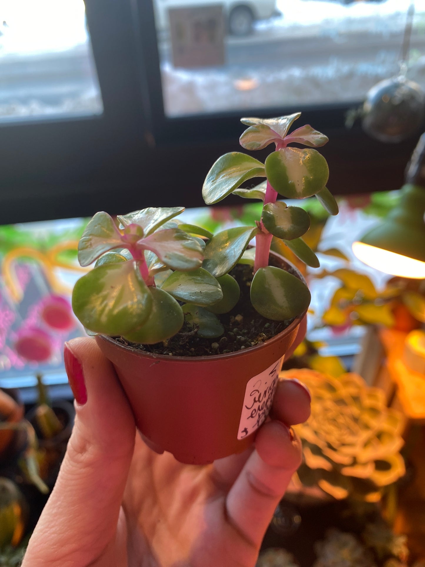 2.5" Inner Variegated Portulacaria afra | Elephant Bush