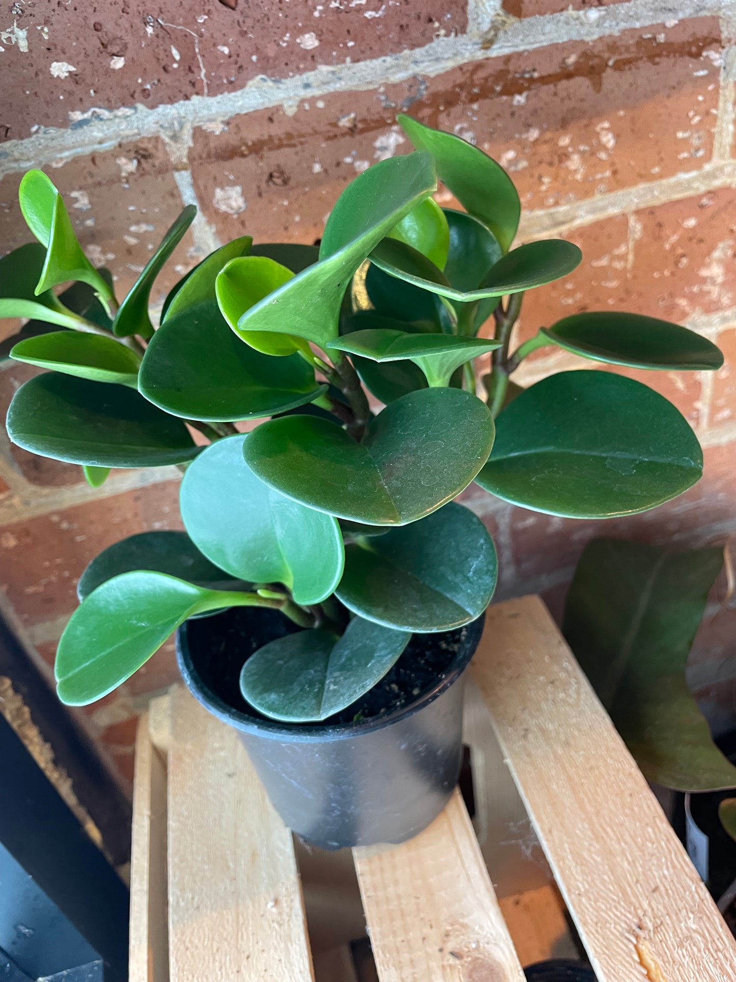 4" Peperomia Obtusifolia Green