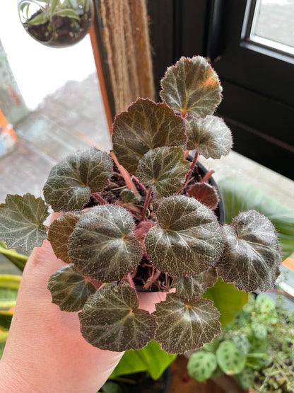 4" Strawberry Begonia | Saxifraga Stolonifera