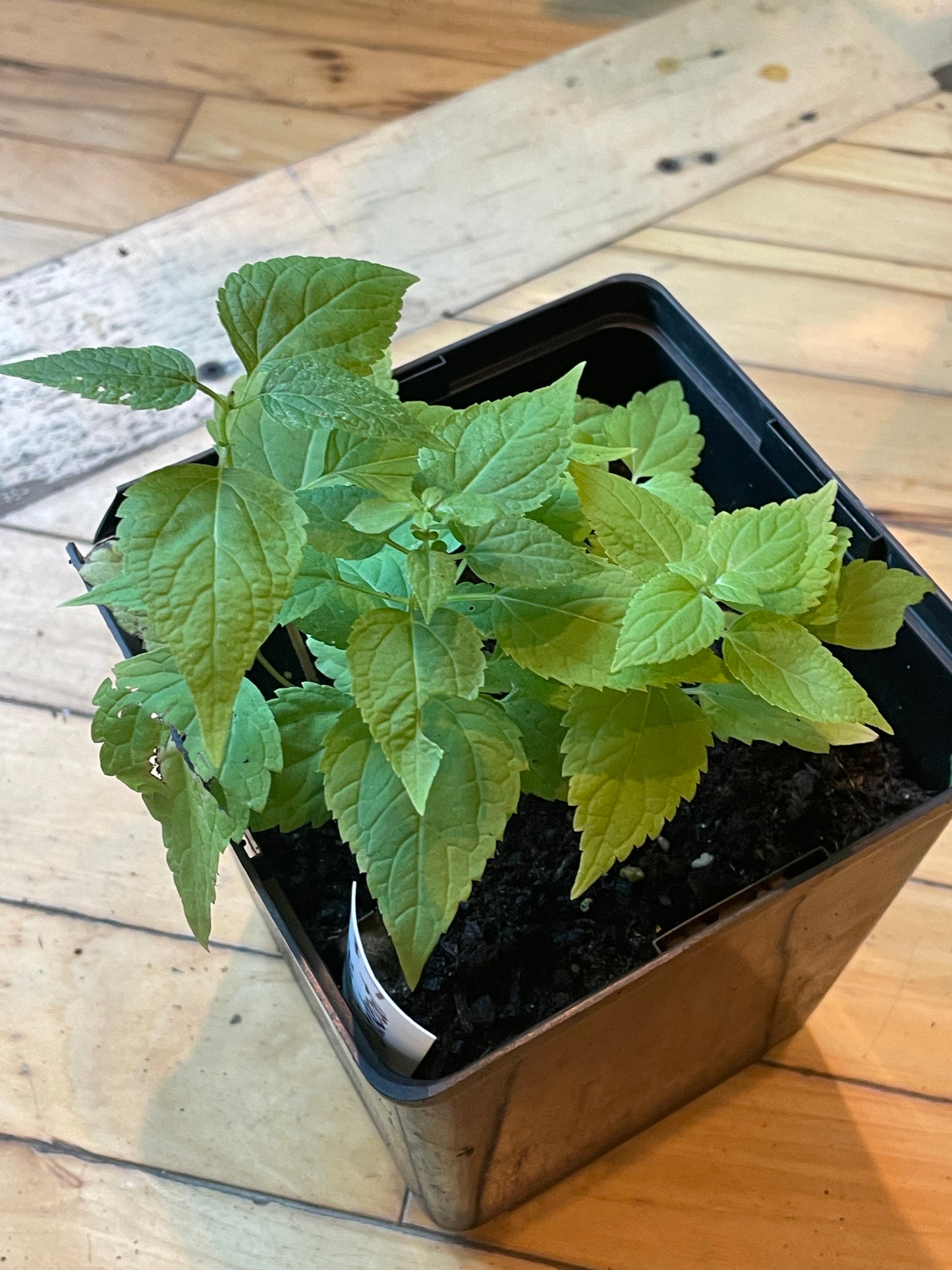 6.5" White Snakeroot | Ageratina Altissima