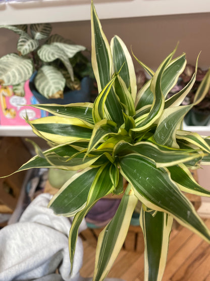 4” Variegated Dracaena Sanderiana | Lucky Bamboo