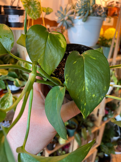 4" Pothos Golden