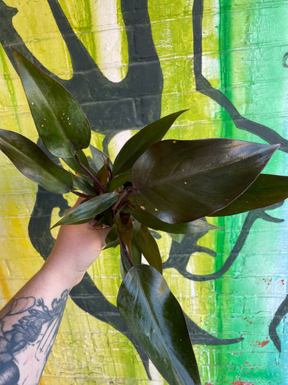 3.5" Philodendron New Red