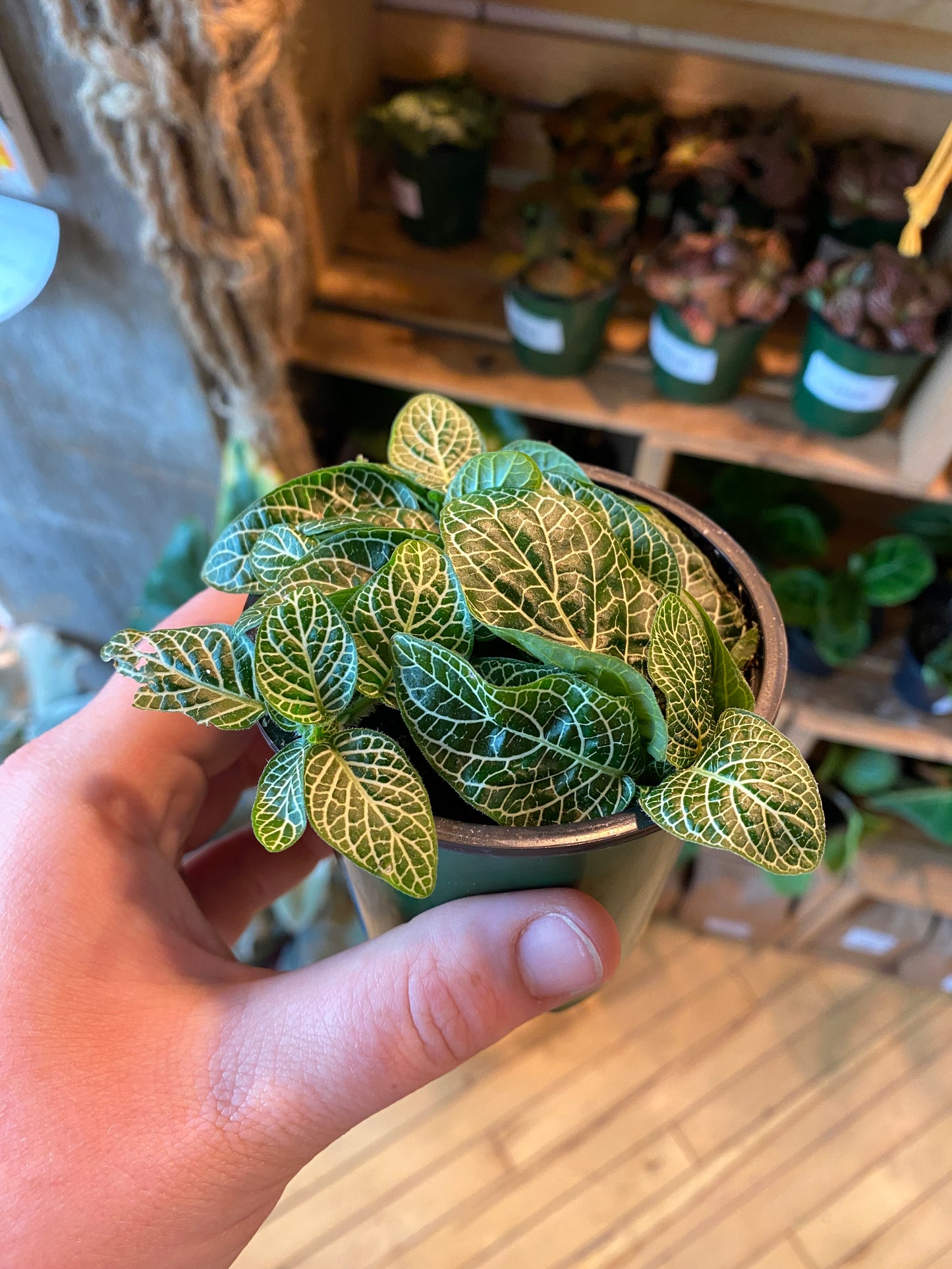 3.5" Fittonia White