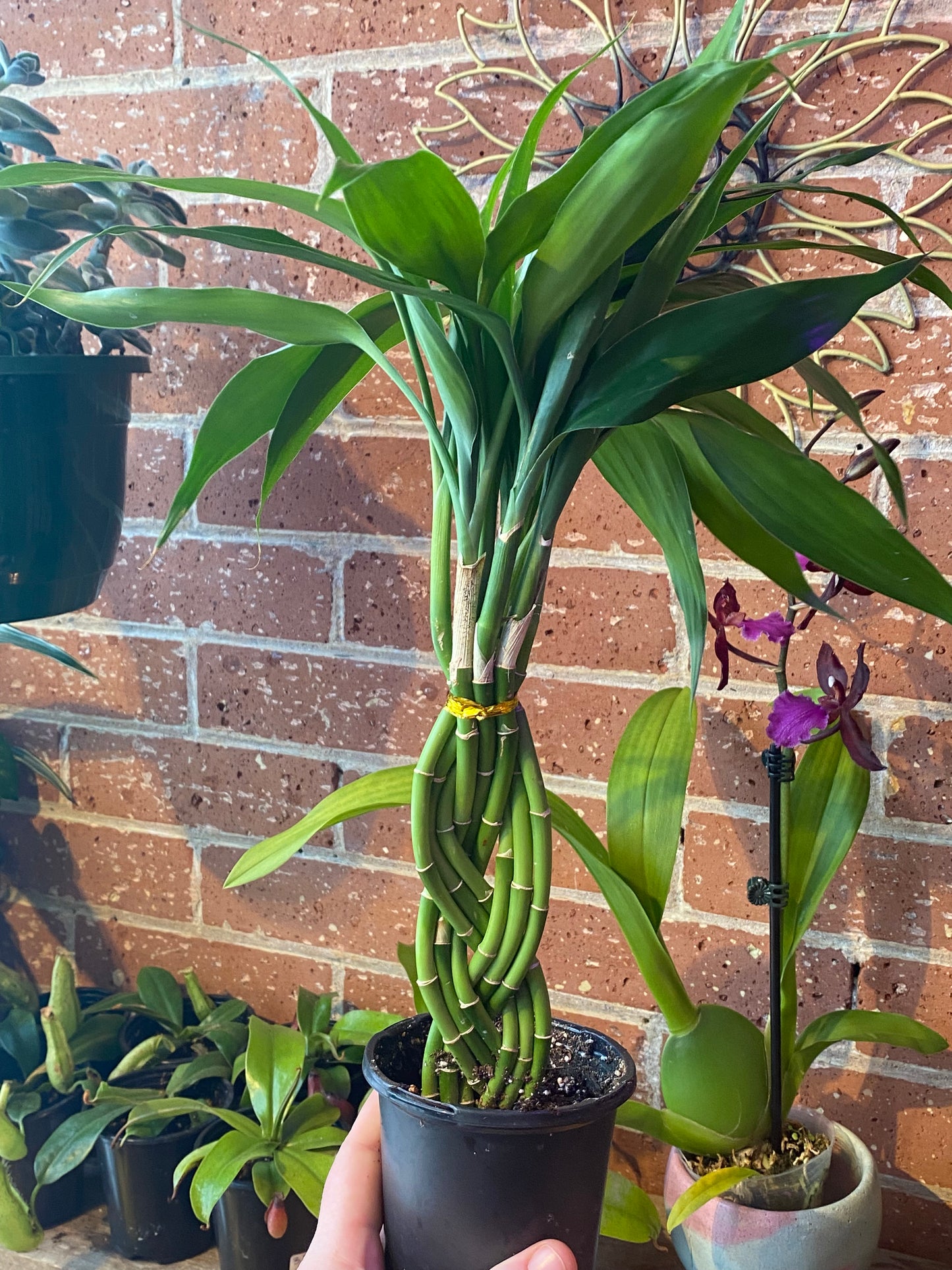 4” Dracaena Sanderiana | Lucky Bamboo