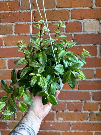 6" Variegated Lipstick Plant Hanging Basket | Aeschynanthus