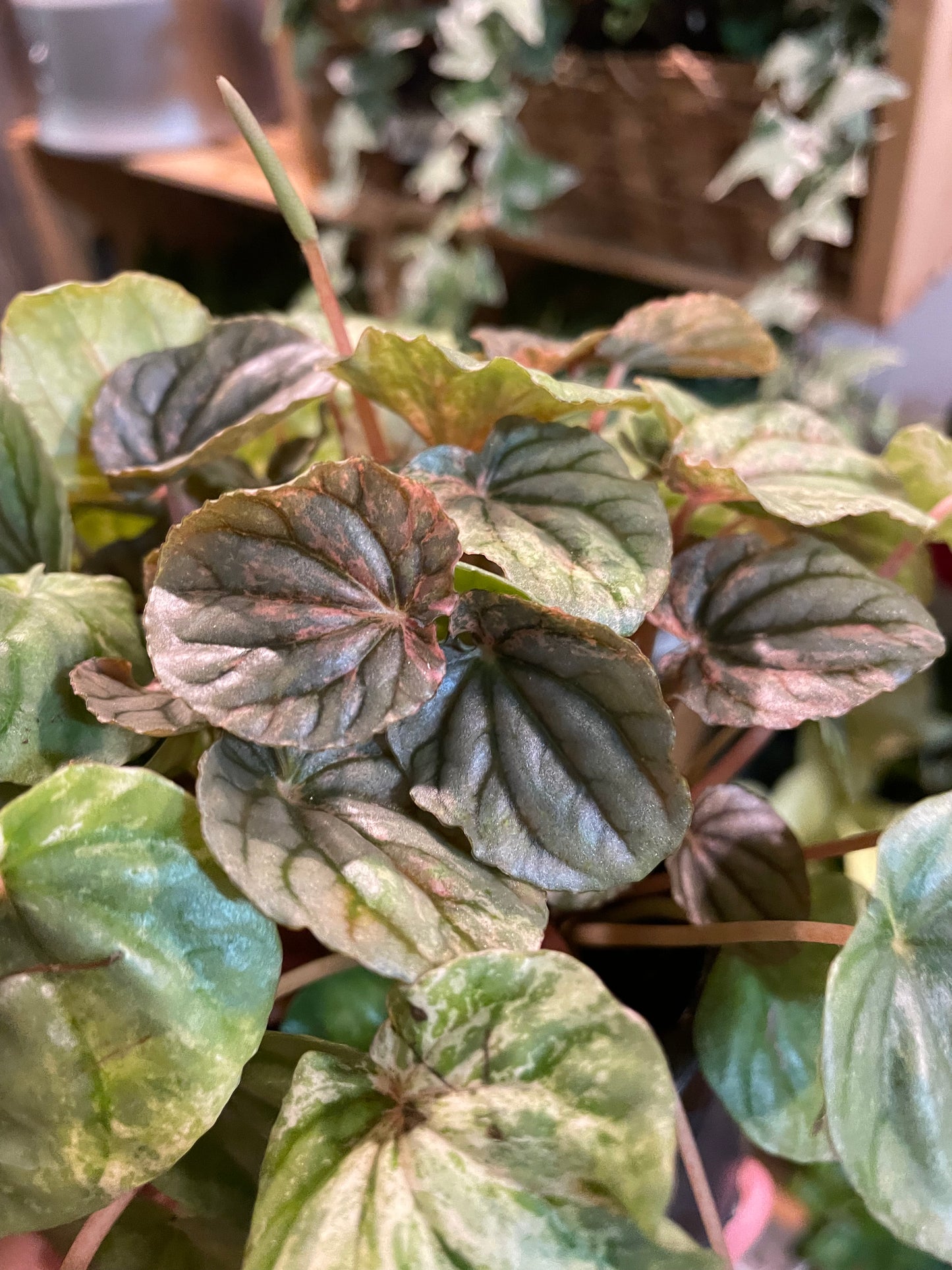 3.5" Peperomia Pink Lady