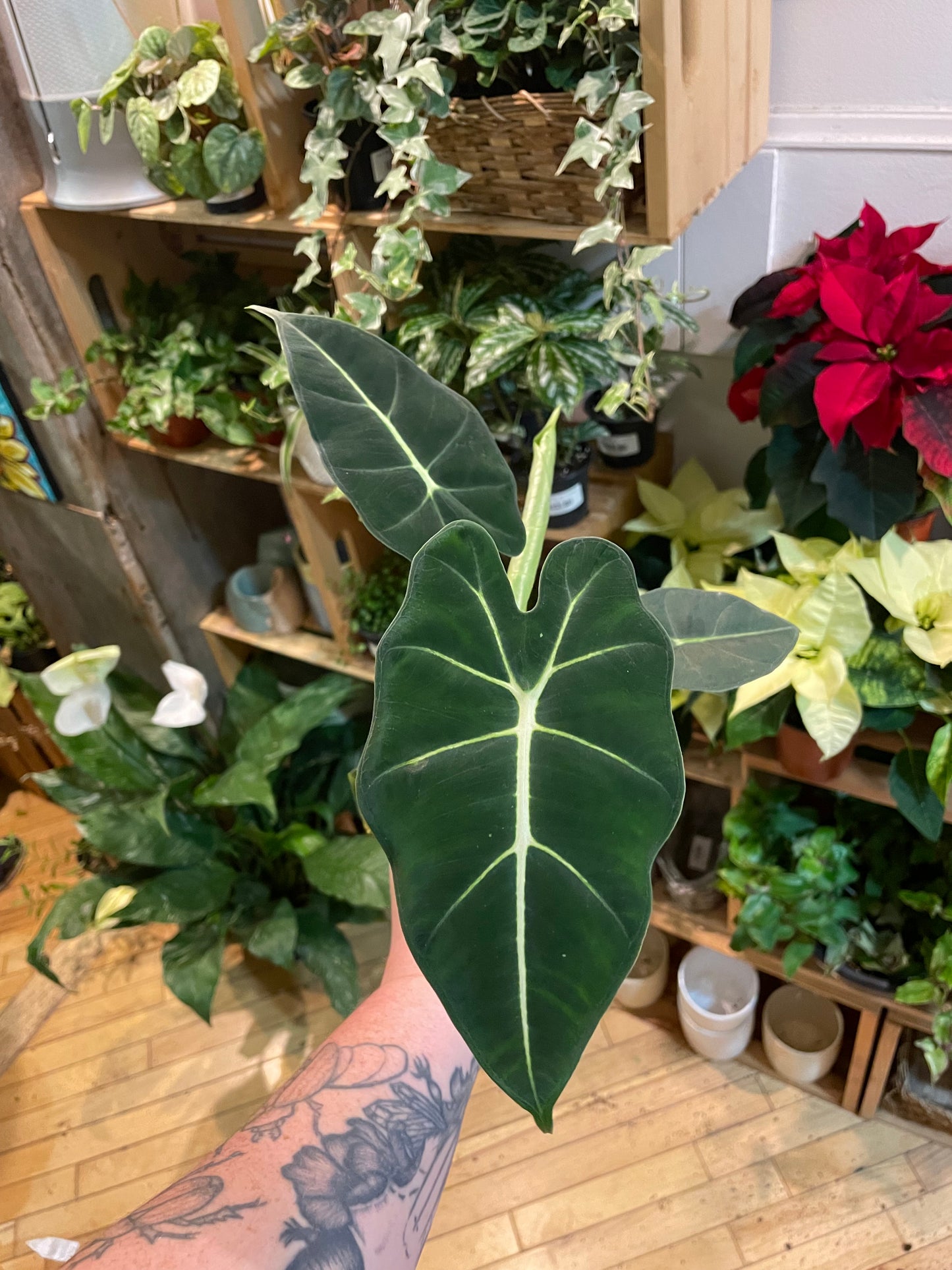 3.5" Alocasia Frydek