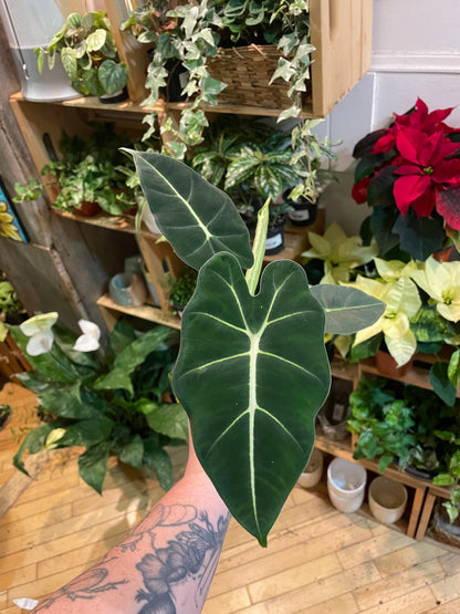 3.5" Alocasia Frydek