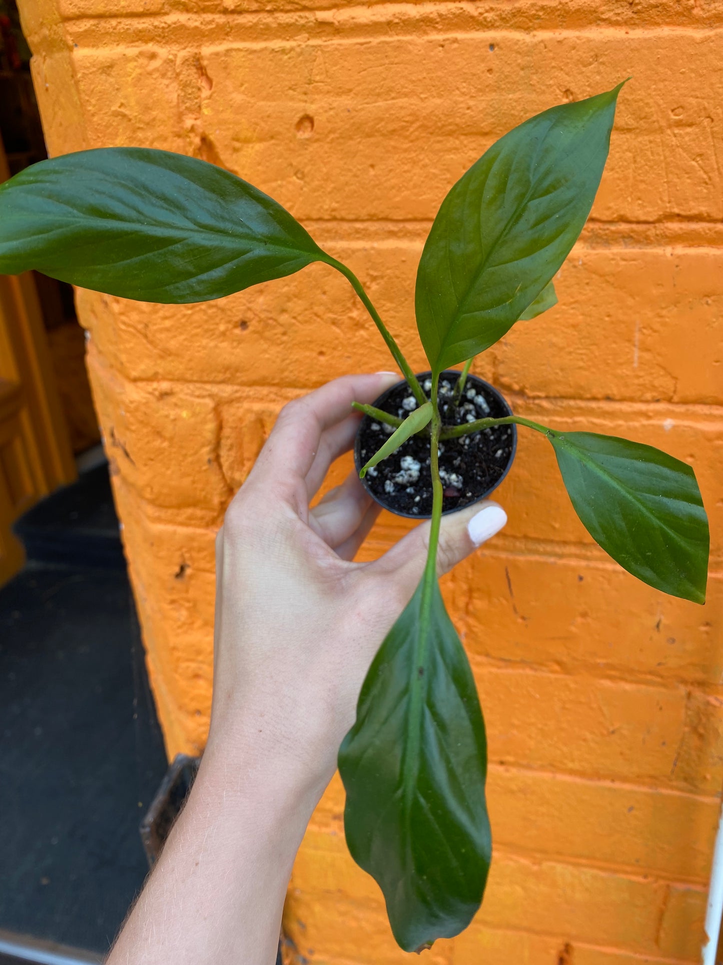 2.5" Peace Lily | Spathiphyllum