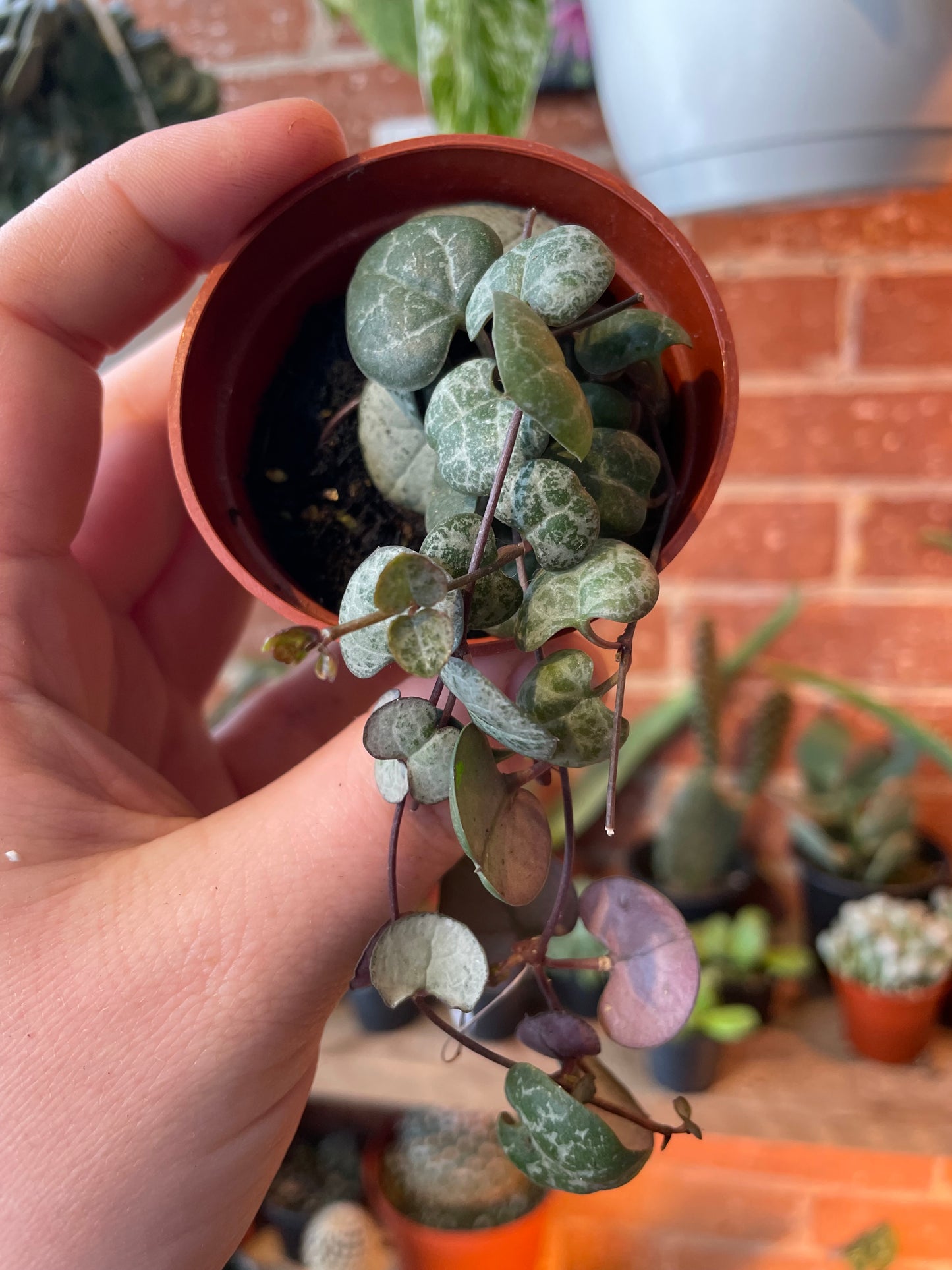 3" String Of Hearts | Ceropegia Woodii