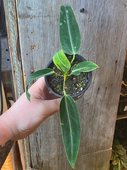 3.5" Anthurium Warocqueanum Dark Queen