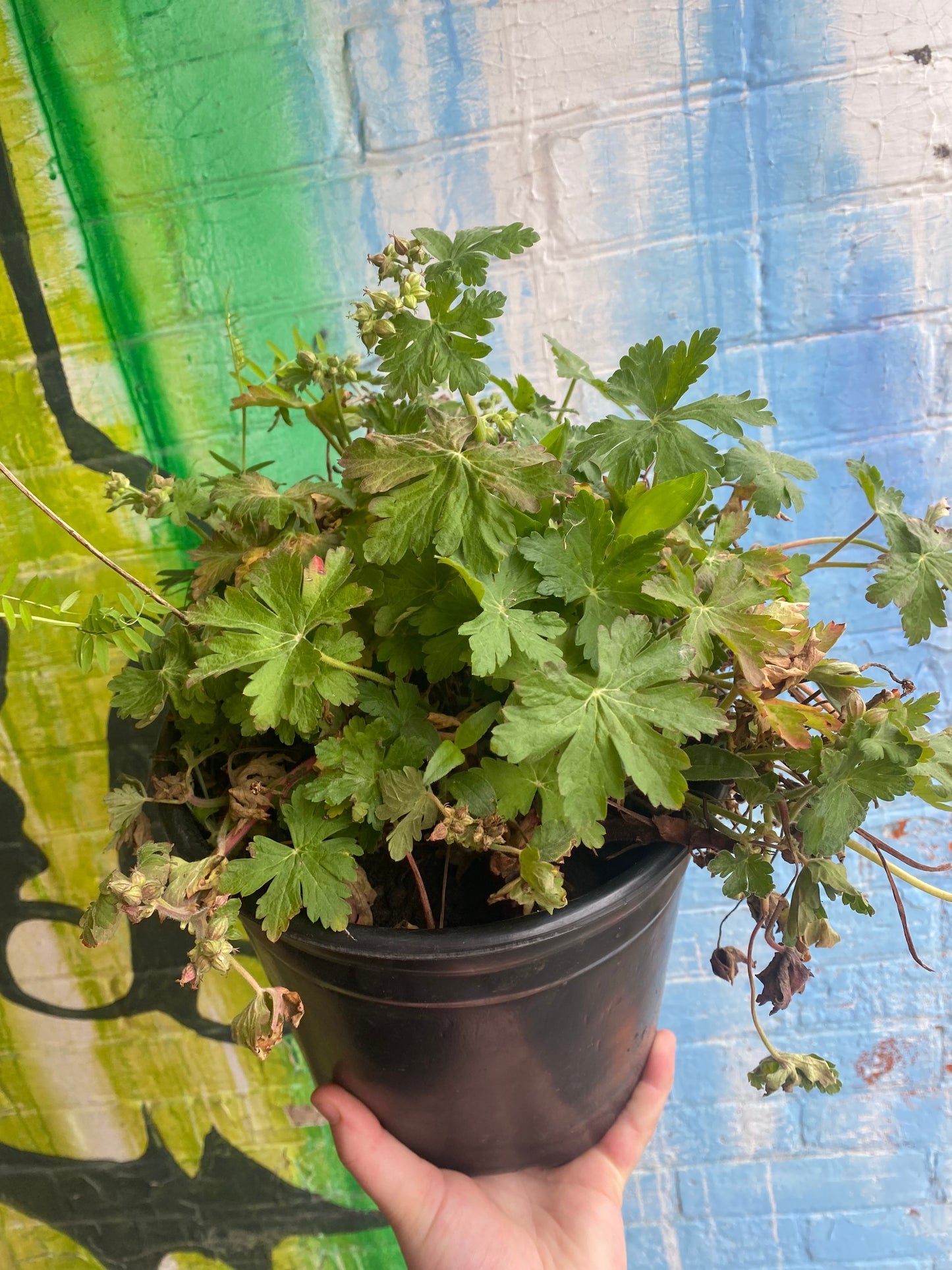 10" Bigroot Geranium | Geranium macrorrhizum