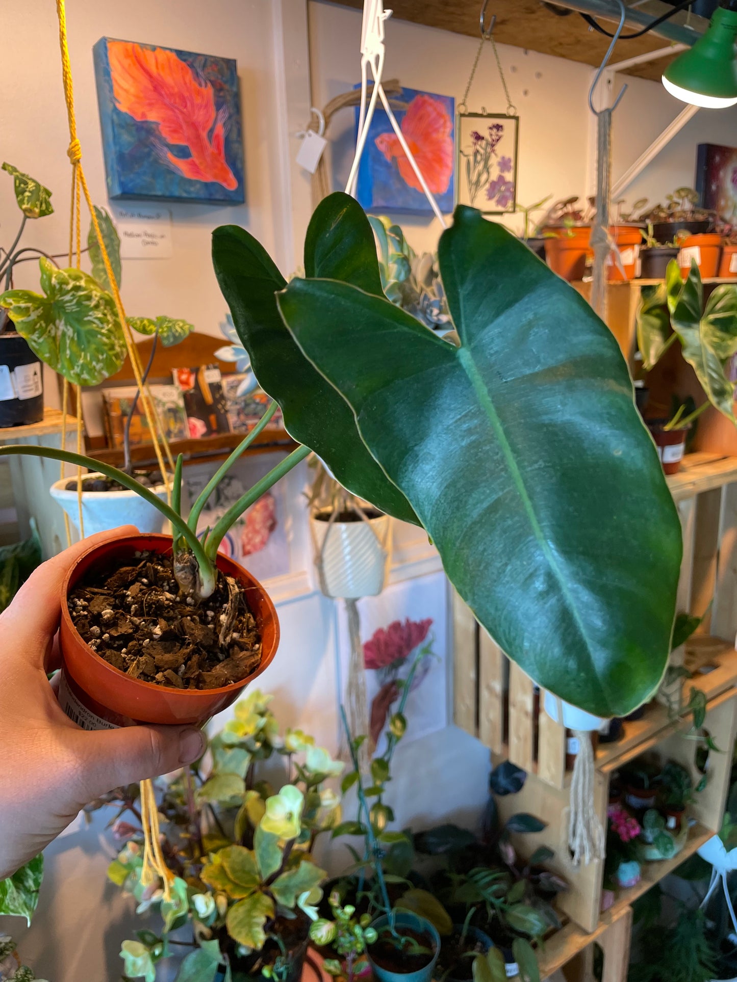 4" Philodendron Burle Marx