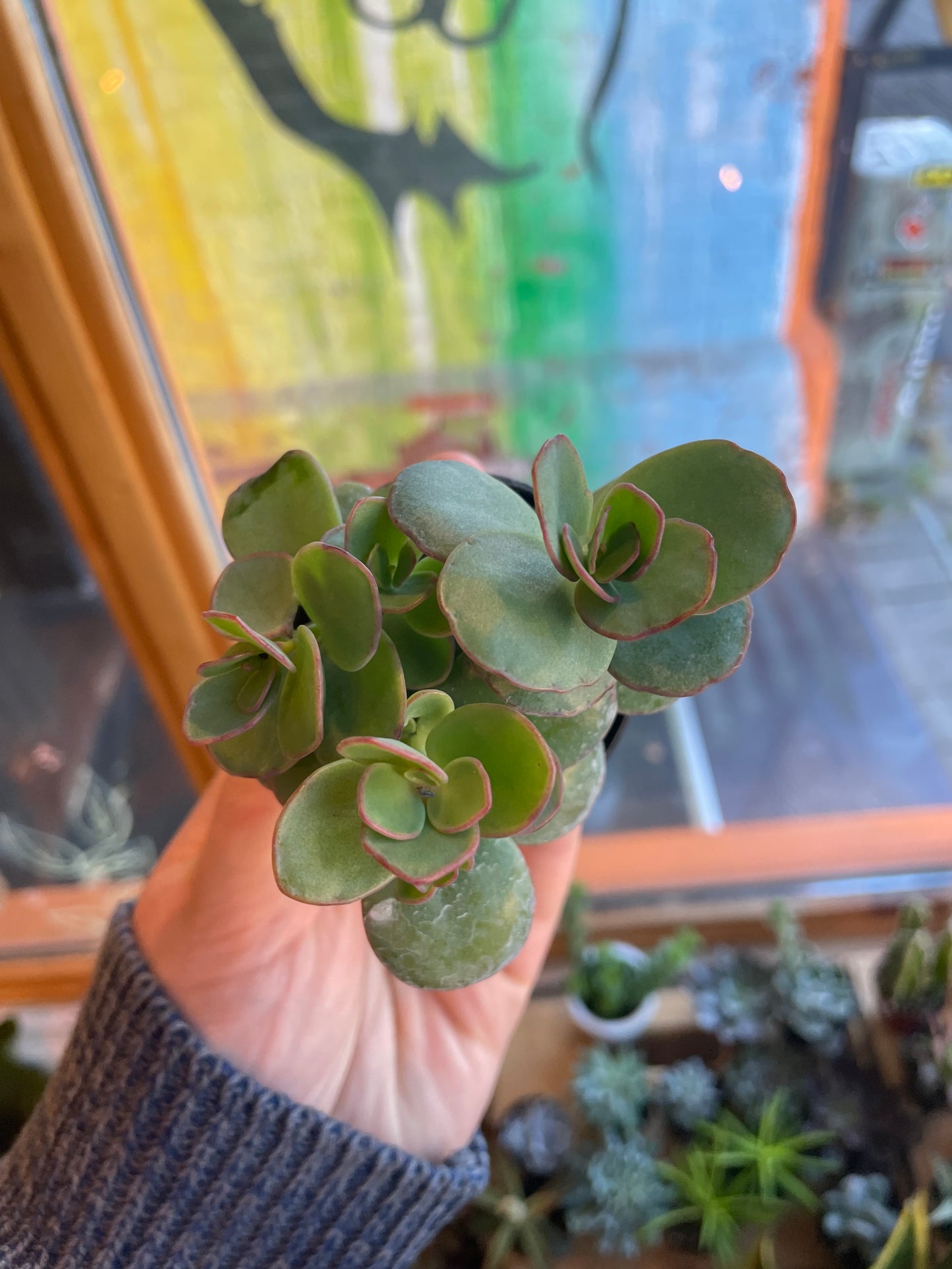 2.5" Kalanchoe Marnieriana