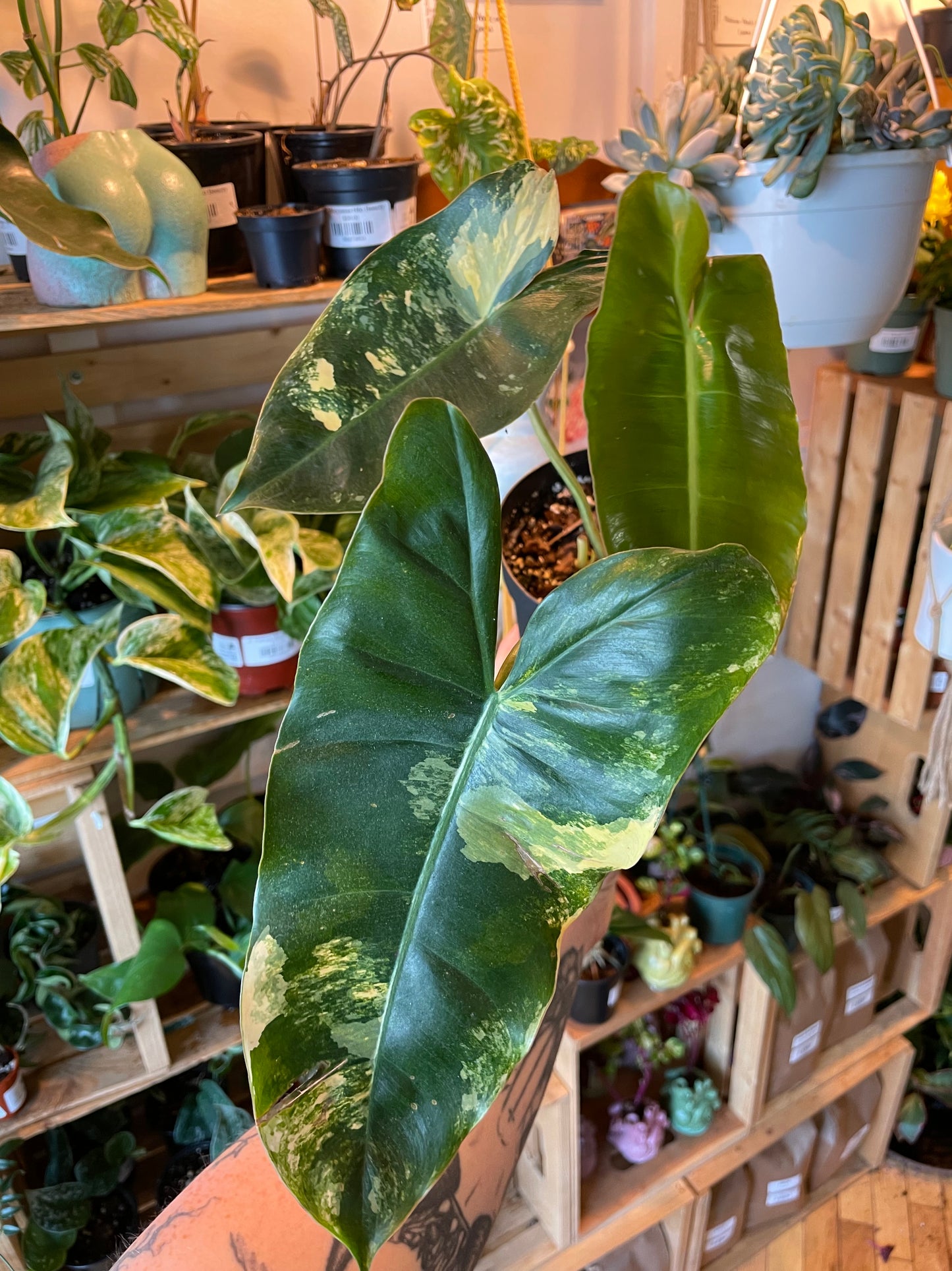 6"  Variegated Philodendron Burle Marx