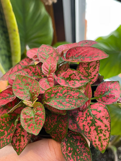 3.5" Polka Dot Plant | Red