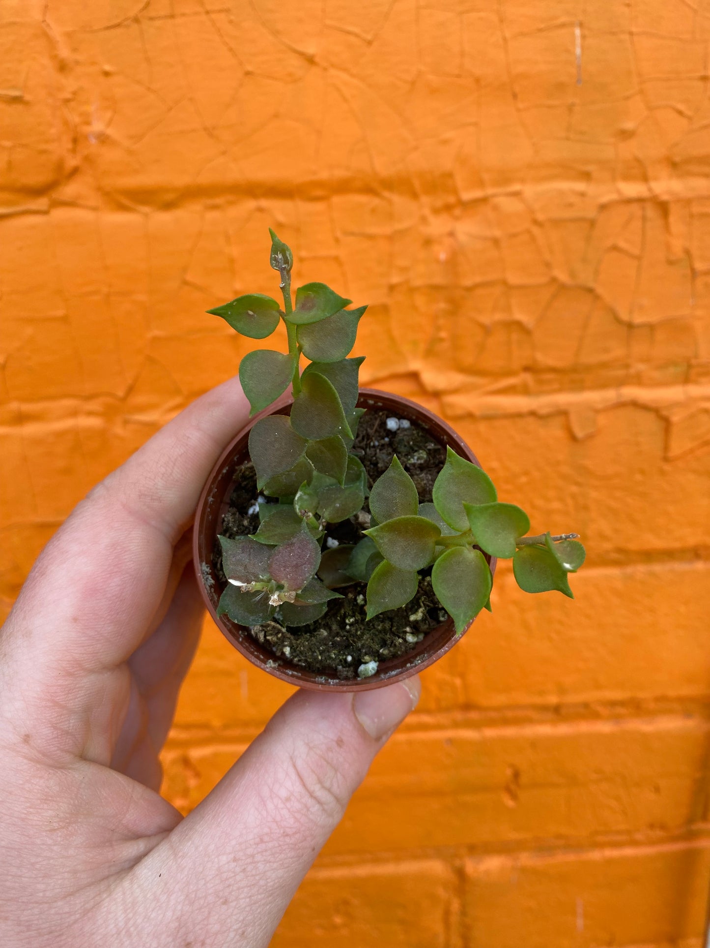 2.5" Dischidia ruscifolia