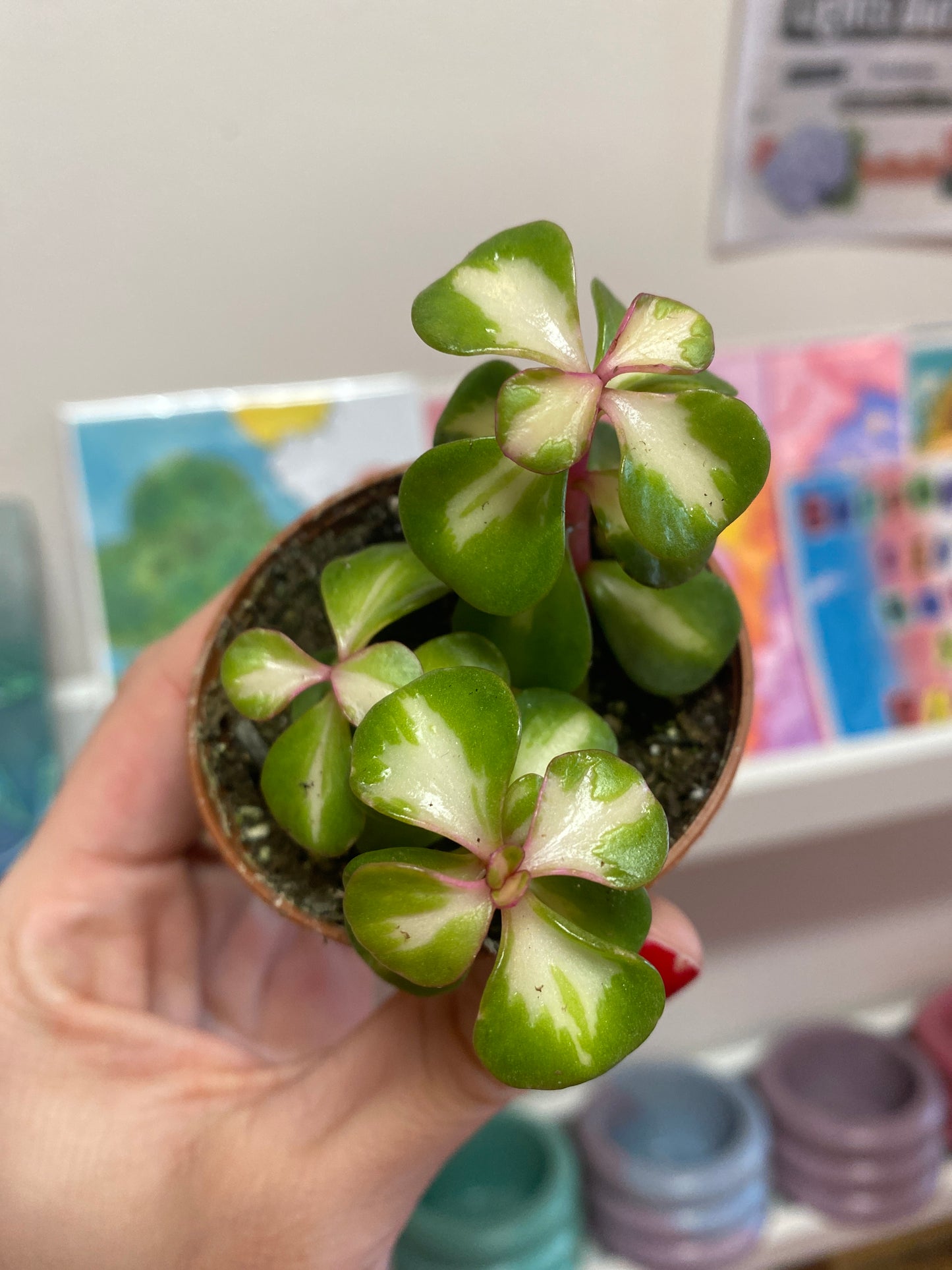 2.5" Inner Variegated Portulacaria afra | Elephant Bush