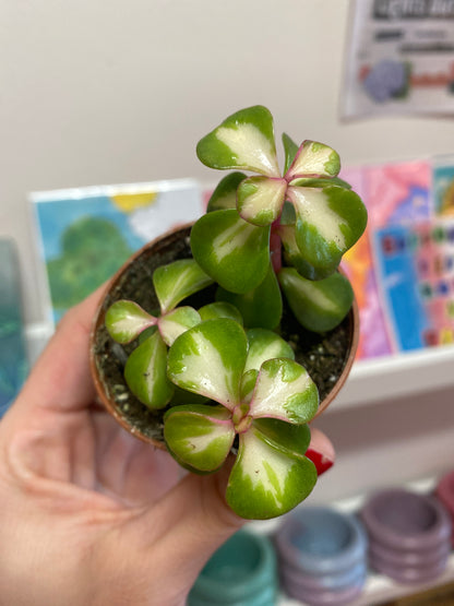 2.5" Inner Variegated Portulacaria afra | Elephant Bush