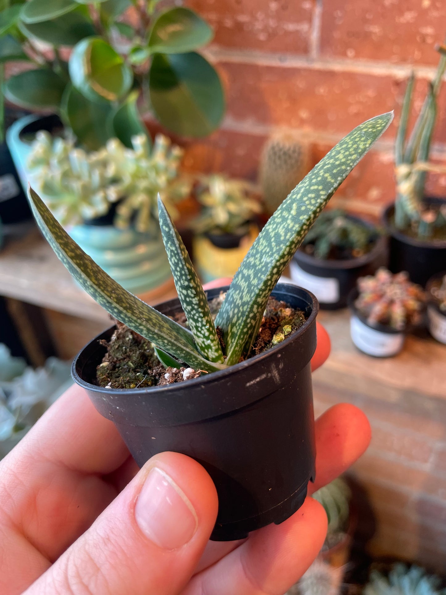 2.5" Gasteria Gracilis