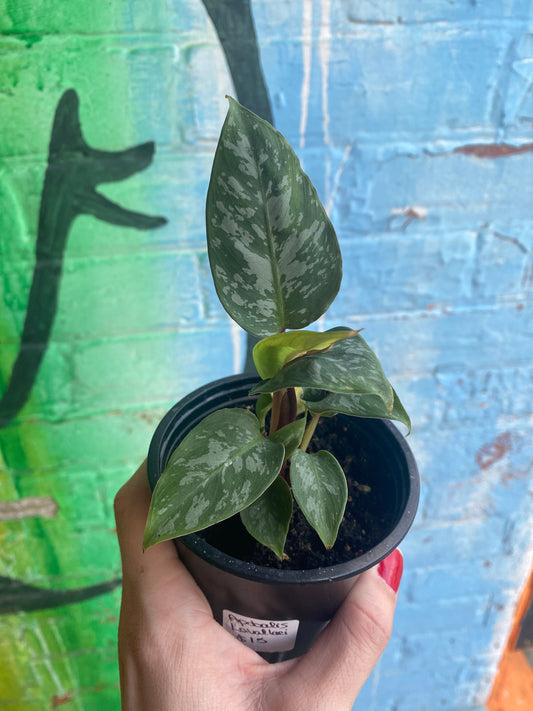 3.5" Apoballis Lavallaei