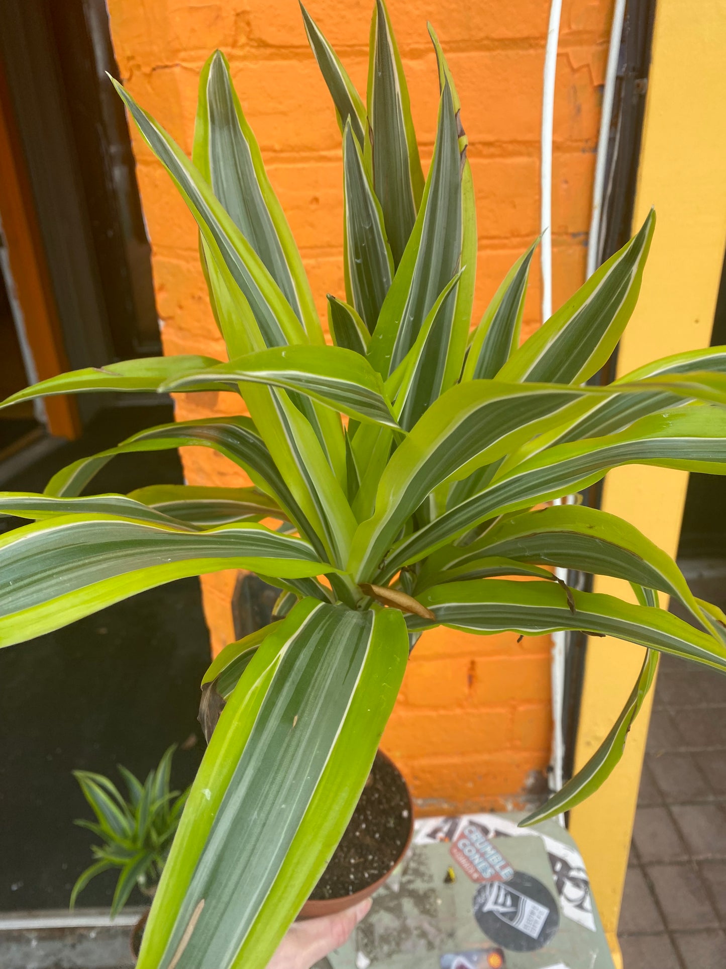 5” Dracaena Warneckii Lemon Lime