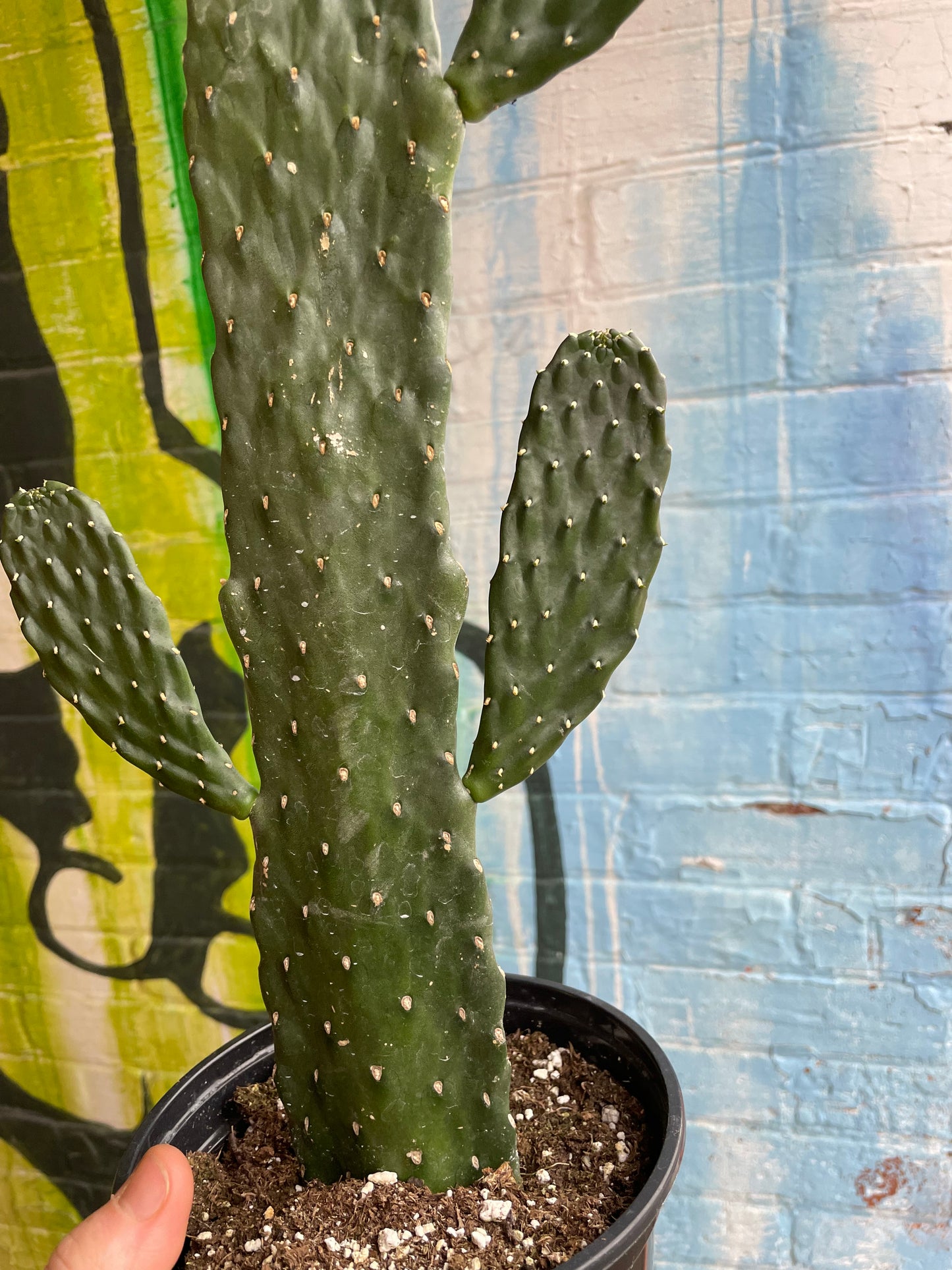 6" Cartoon Cactus | Consolea Rubescens