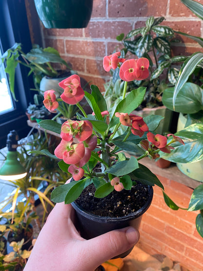 4” Euphorbia x Lomi| Crown of Thorns