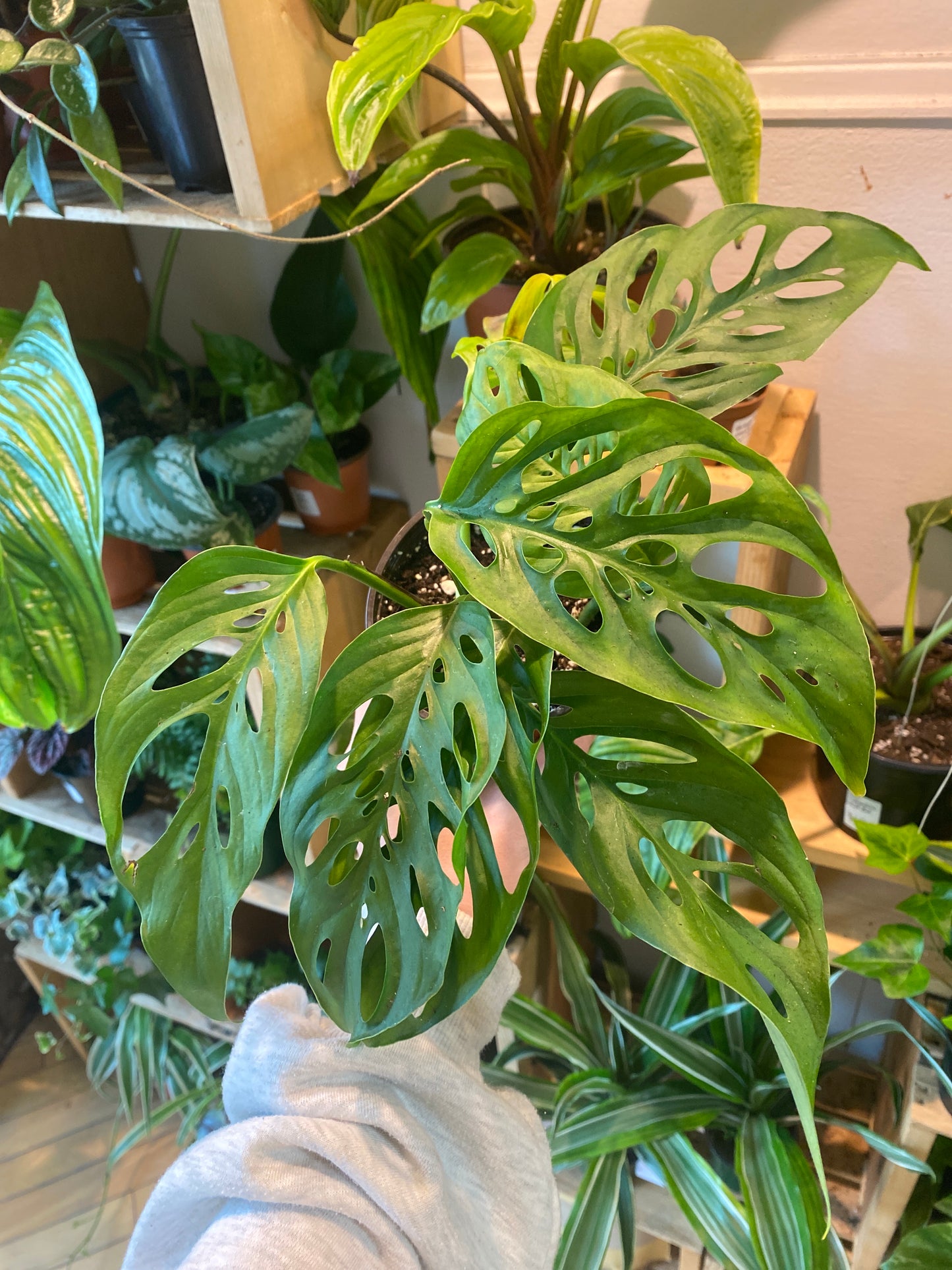 4” Monstera Adansonii