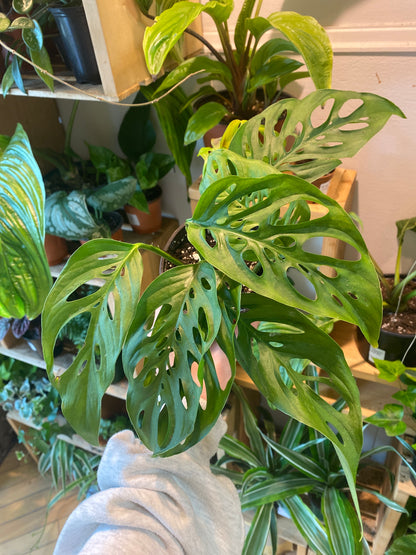 4” Monstera Adansonii