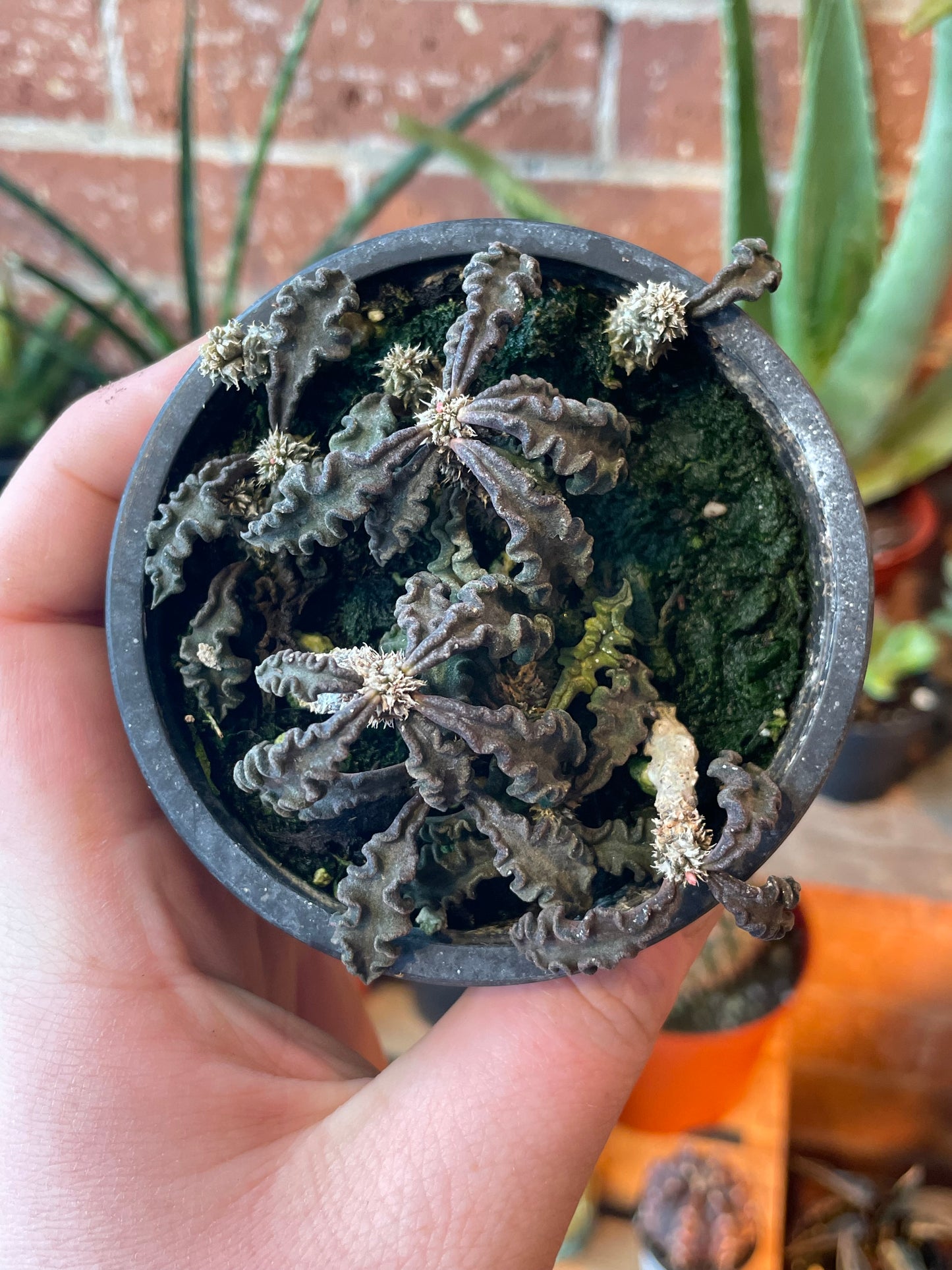 3.5” Euphorbia Decaryi