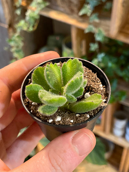 2.5" Cotyledon Tomentosa Variegated | Bear Paw Succulent