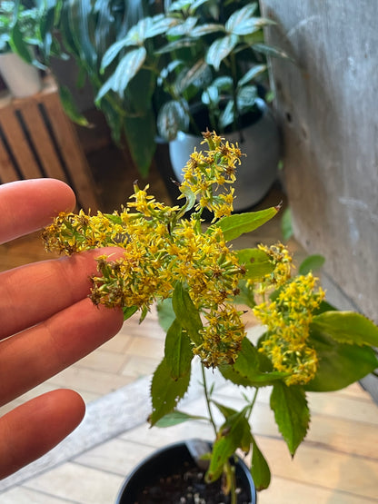 6.5" Zigzag Goldenrod | Solidago flexicaulis