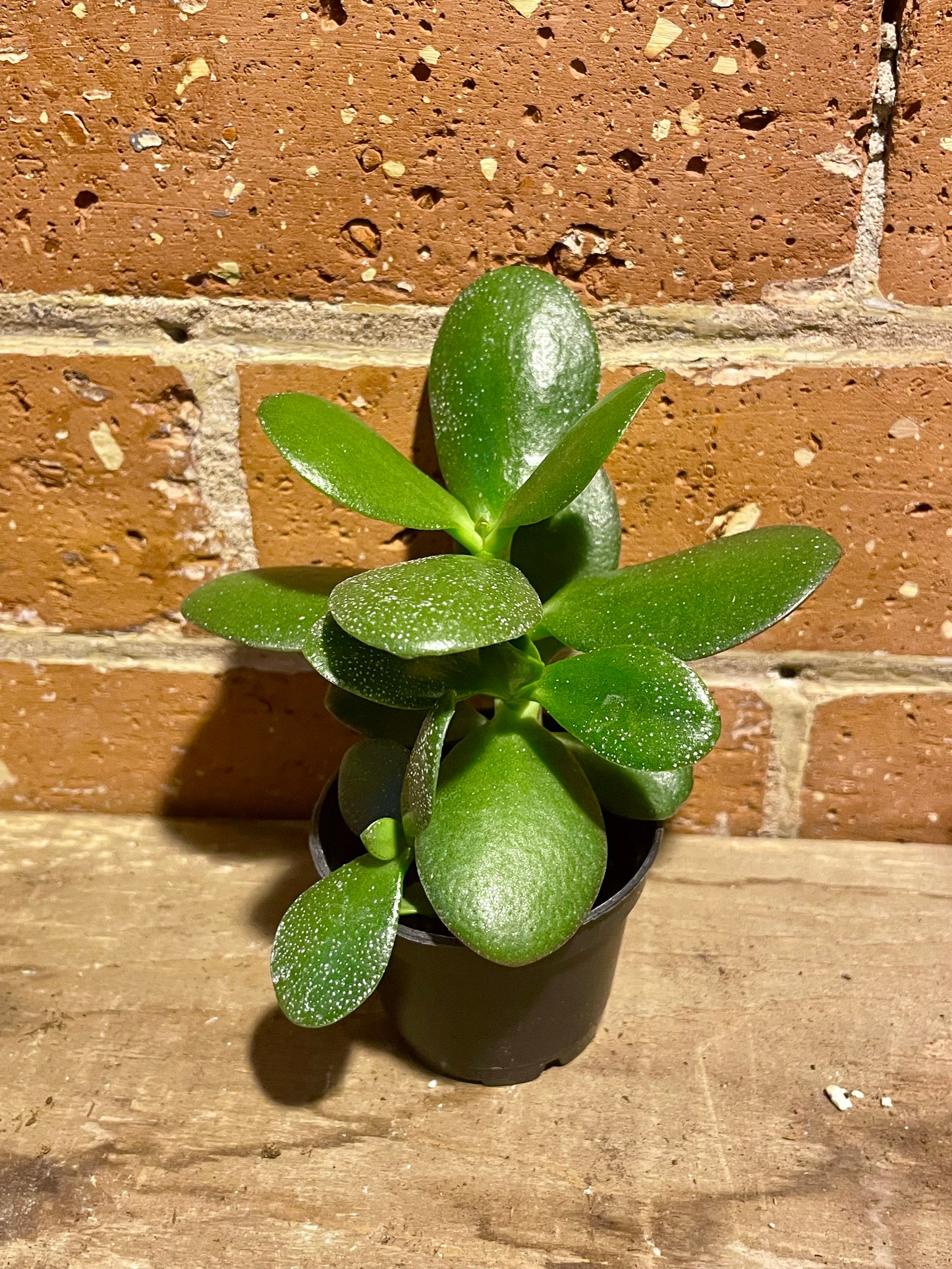 2.5" Crassula Ovata