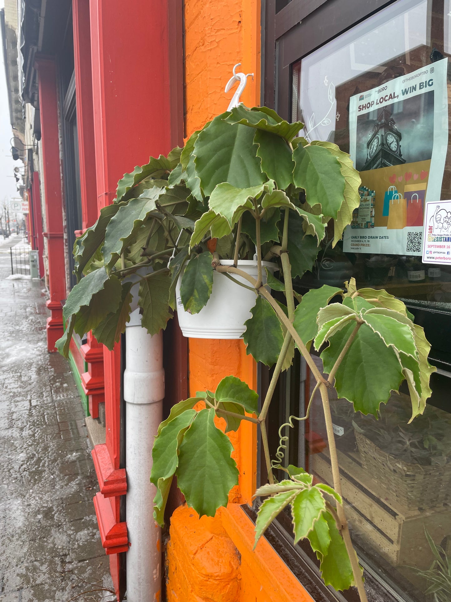 10" Tetrastigma Voinierianum Hanging Basket