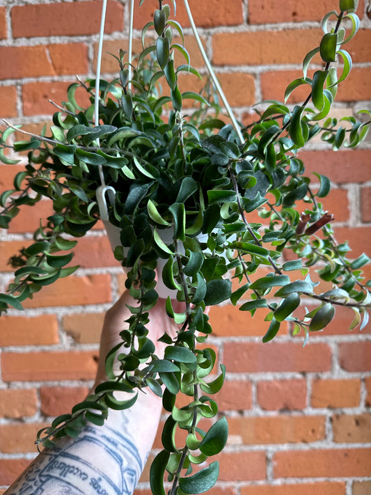 6" Curly Lipstick Plant Hanging Basket | Aeschynanthus