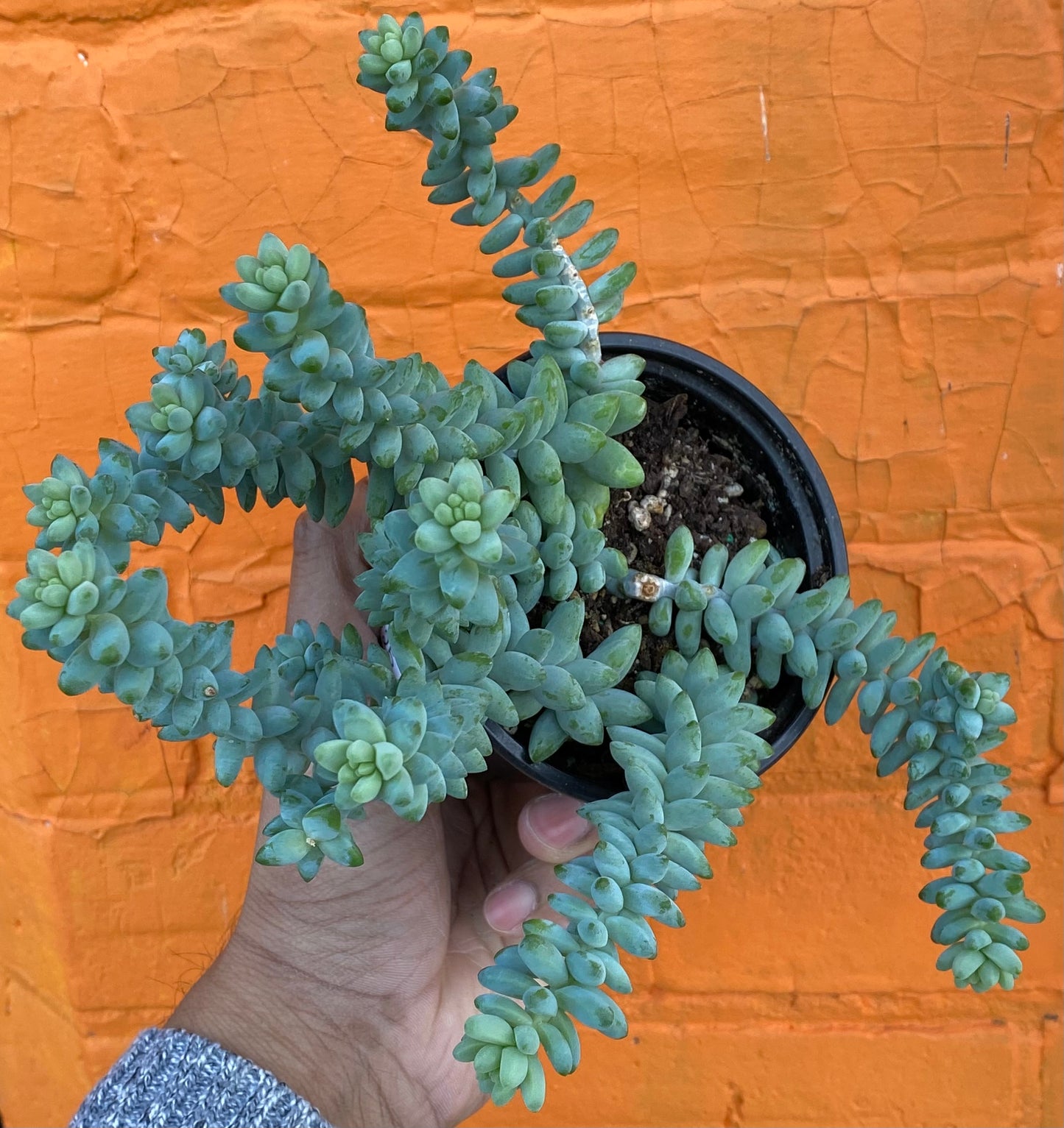 5" Sedum Morganium Burrito