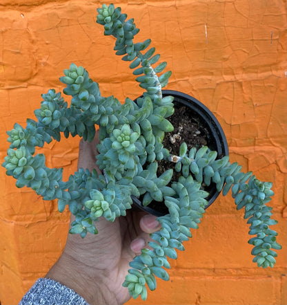 5" Sedum Morganium Burrito